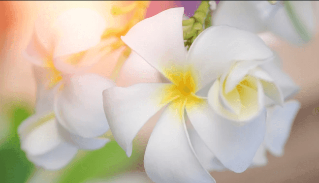 Close-up of white plumeria flowers with yellow centers, softly illuminated by natural light.